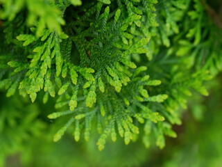 Leaves of Japanese cypress ( Chamaecyparis obtusa), also known as hinoki cypress.
