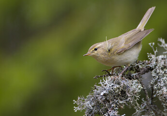 Common chiffchaff -  in early spring at a wetland 