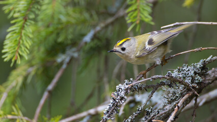 Goldcrest - male bird at forest in spring