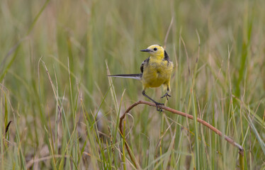 Citrine Wagtail - male bird at a wetland in spring