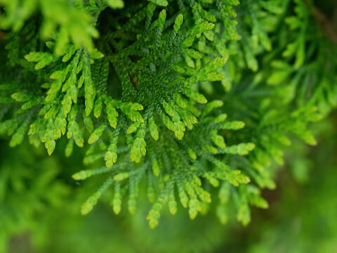 Leaves of Japanese cypress ( Chamaecyparis obtusa), also known as hinoki cypress.