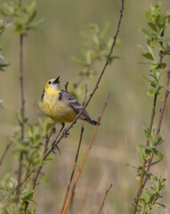 Citrine Wagtail - male bird at a wetland in spring