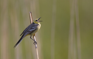 Citrine Wagtail - male bird at a wetland in spring