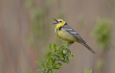 Citrine Wagtail - male bird at a wetland in spring