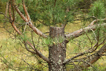 A close-up of a pine tree trunk with branches extending outward, showcasing its dense needles and...