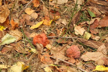 Two reddish-orange mushrooms growing on the forest floor among fallen leaves and grass. Their vibrant color contrasts with the earthy surroundings	
