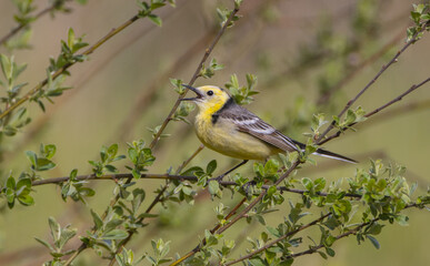 Citrine Wagtail - male bird at a wetland in spring