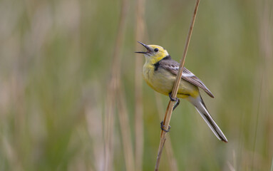 Citrine Wagtail - male bird at a wetland in spring