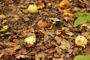 Fallen apples on the ground among dry leaves, in various stages of decay. The contrast between fresh and decomposing fruit highlights the cycle of nature	

