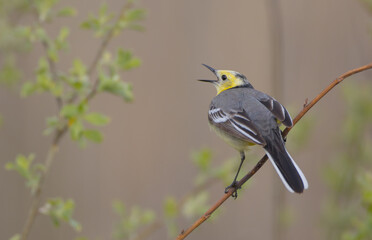 Citrine Wagtail - male bird at a wetland in spring