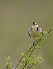Citrine Wagtail - male bird at a wetland in spring