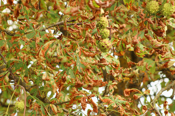 A tree with lush green leaves and clusters of reddish-brown seeds or fruits, illustrating the vibrancy of plant life	
