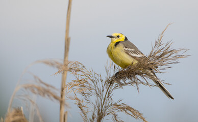 Citrine Wagtail - male bird at a wetland in spring