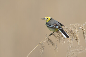 Citrine Wagtail - male bird at a wetland in spring