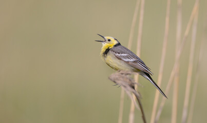Citrine Wagtail - male bird at a wetland in spring