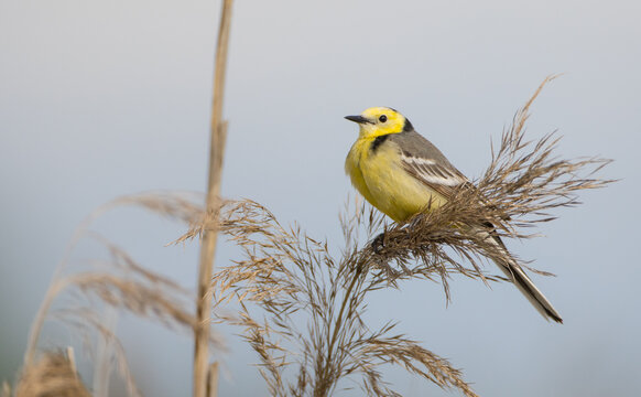 Citrine Wagtail - male bird at a wetland in spring