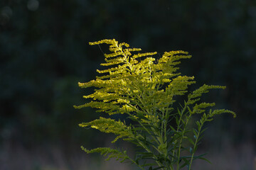 A plant with vibrant yellow leaves or flowers, bathed in sunlight, highlighting its delicate structure and seasonal color	
