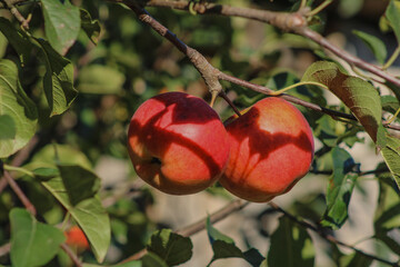 Two apples hanging from a tree branch, their rich colors contrasting with the surrounding leaves, signaling a fruitful harvest	
