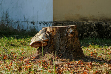 Another tree stump with fungi growth, focusing on the rugged bark and the delicate details of the...