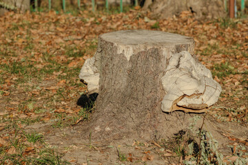 A tree stump with large fungi growing on its side, highlighting the organic shapes and earthy tones of the scene	

