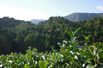 Countryside Kyoto, Healthy, green tea leaves basking in the sunlight with a scenic mountain forest — a visual representation of the growing trend toward sustainable and plant-based lifestyle