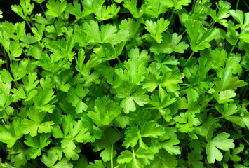A vibrant close-up of fresh, bright green flat-leaf parsley.