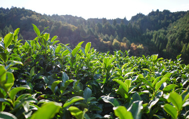 Eco-Friendly Tea Farming Nature Landscape, green tea trends and popularity — perfect for wellness, lifestyle, and market trend now