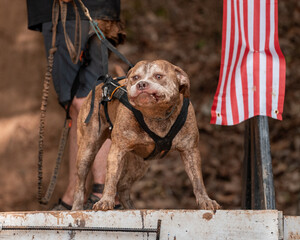 Brindle pitbulls face at the end of a bark