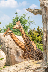 Natural reserve in Kenya. Couple of giraffes in safari park. Wildlife animals in savanna