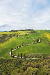 A picturesque winding road curves through lush green hills in the Tuscany region, dotted with tall cypress trees and vibrant yellow flowers under a cloudy sky.