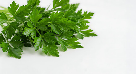 Fototapeta premium Fresh Green Parsley Bunch on White Background for Food Photography