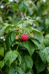 Berry bushes flourish under vibrant green leaves with ripe raspberries ready for harvest on a sunny summer day