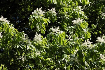 white flowers and green foliage of Fraxinus Ornus treeOleaceae Family