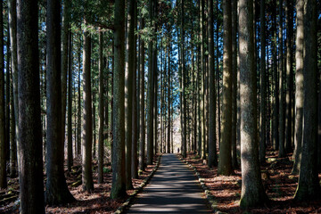 Tall Cedar Trees in Dense Forest with Dappled Light