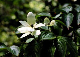 white flowers of Cornus Kousa tree at spring