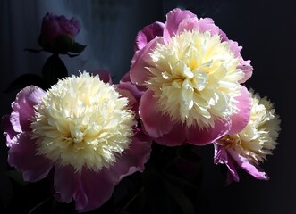 pretty pink and white flowers of peony bush at spring