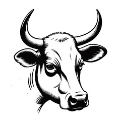black and white cow