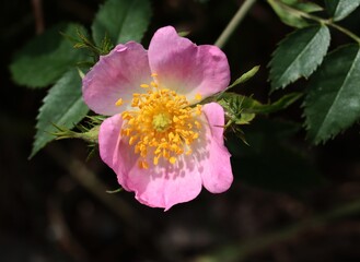 pink flowers of wild rose bush close up