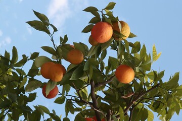 oranges fruits hanging on citrus fruit tree in summer