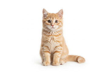Fototapeta premium sitting cat white background, cat is sitting white background, orange cat sitting, sitting orange cat white background, orange cat sitting white background, cute orange cat, orange cat easy edit