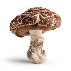 Close up Studio Shot of a Single Brown Mushroom with a Unique Pattern Isolated on White Background