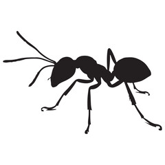 ant on white background. illustration eps 10