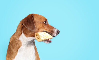 Cute dog with chew bone on blue background. Puppy dog with rolled chew stick in mouth. Rawhide alternative for dental health, happiness and mental enrichment. Female Harrier mix. Selective focus.