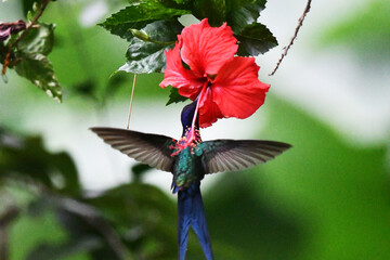 Hummingbird feeding on flower nectar