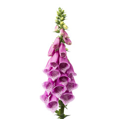 Detailed foxglove flower with purple and pink blossoms isolated on transparent background, png
