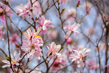 Obraz premium Blooming magnolia in spring. Beautiful buds of pink flowers close-up with blurred space for text.