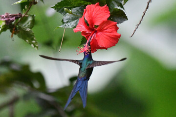 Hummingbird feeding on flower nectar