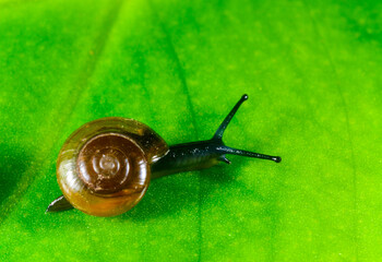 Oxychilus translucidus -Stylommatophora, Zonitidae, small mollusk with a transparent yellow shell on a green leaf of a plant, Ukraine