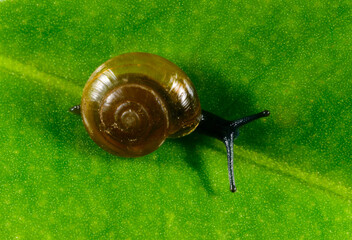 Oxychilus translucidus -Stylommatophora, Zonitidae, small mollusk with a transparent yellow shell...
