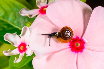 Oxychilus translucidus -Stylommatophora, Zonitidae, small mollusk with a transparent yellow shell...